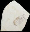 Detailed Fossil Shrimp (Aeger) - Solnhofen (reduced price) #52500-1